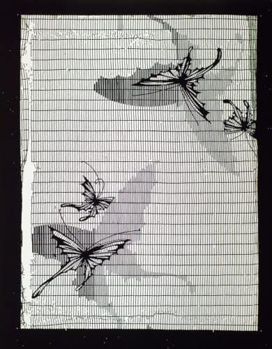 Butterflies Over Fine Grid